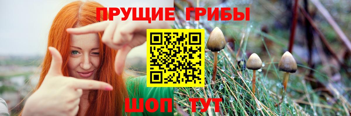 Курган  Псилоцибиновые грибы GOLDEN TEACHER  где купить наркоту  Вход с VPN  Псилоцибиновые грибы ЛСД 